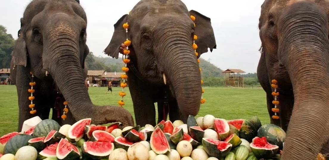 فستیوال فیل سورین